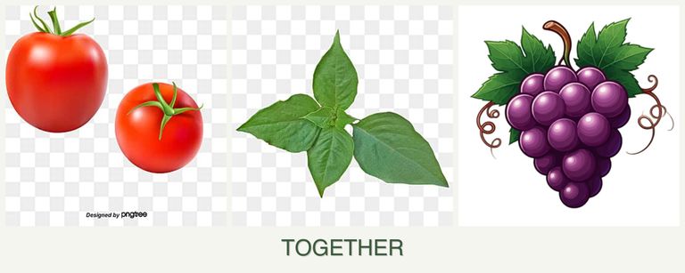 Can you plant tomatoes, basil and grapes together?