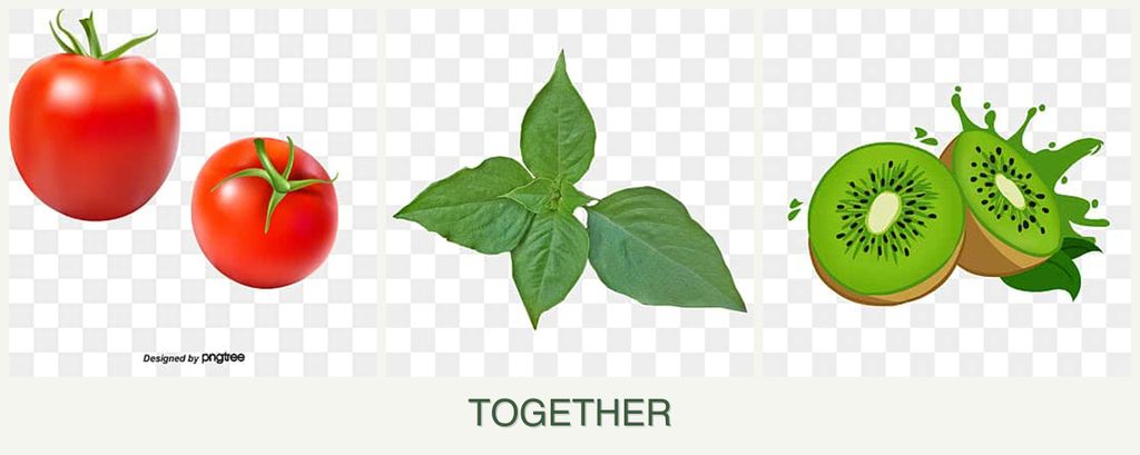 Can you plant tomatoes, basil and kiwi together?