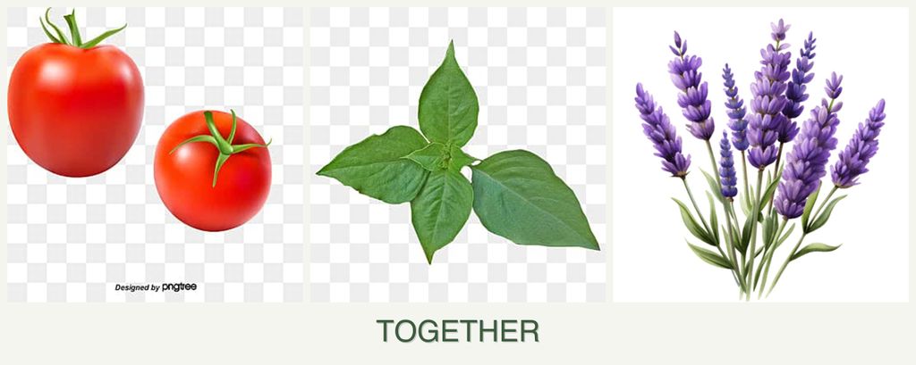Can you plant tomatoes, basil and lavender together?