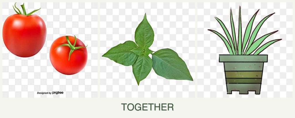 Can you plant tomatoes, basil and lemongrass together?