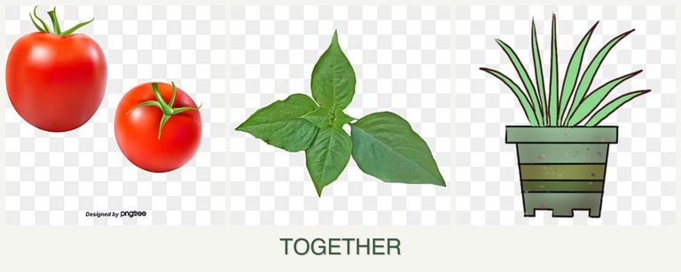 Can you plant tomatoes, basil and lemongrass together?