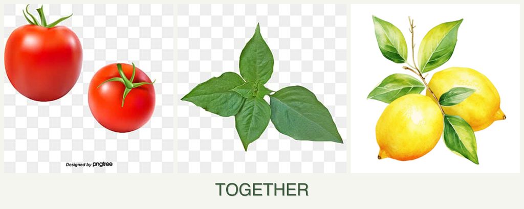Can you plant tomatoes, basil and lemons together?