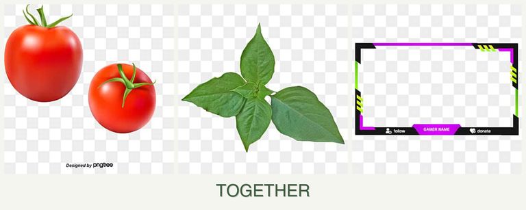 Can you plant tomatoes, basil and limes together?