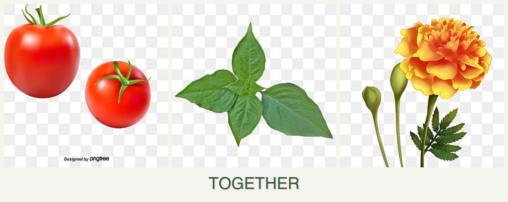 Can you plant tomatoes, basil and marigolds together?