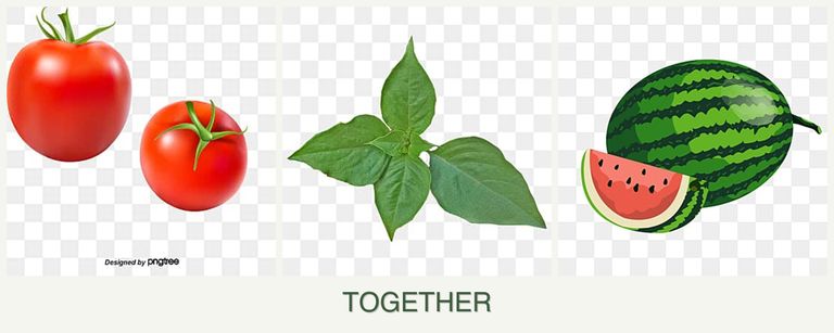 Can you plant tomatoes, basil and melons together?