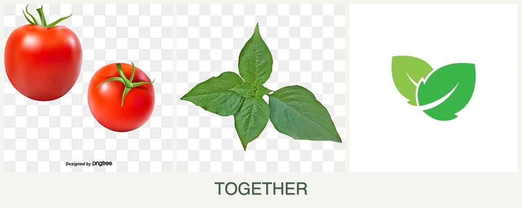 Can you plant tomatoes, basil and mint together?