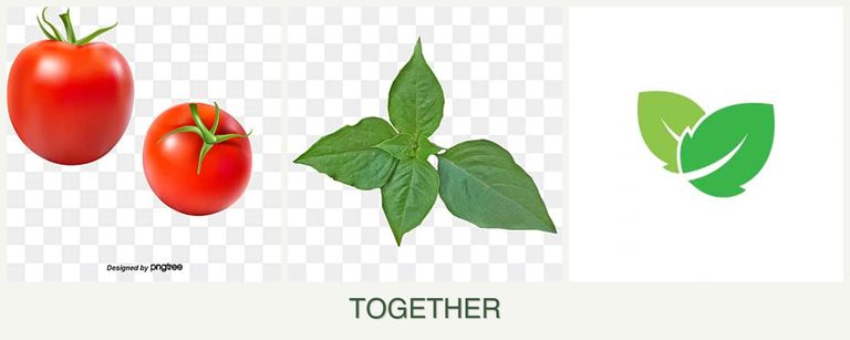 Can you plant tomatoes, basil and mint together?