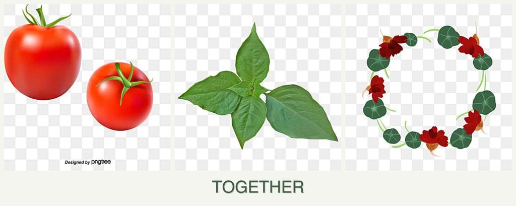 Can you plant tomatoes, basil and nasturtiums together?