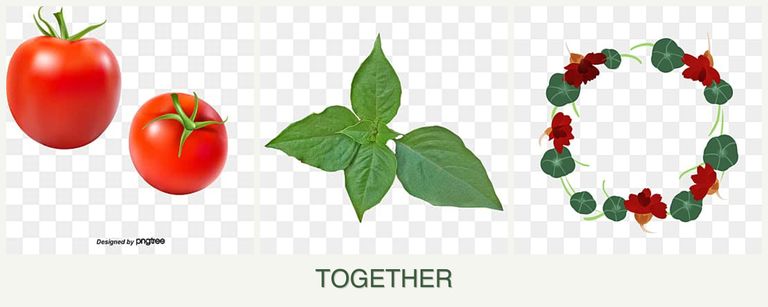 Can you plant tomatoes, basil and nasturtiums together?