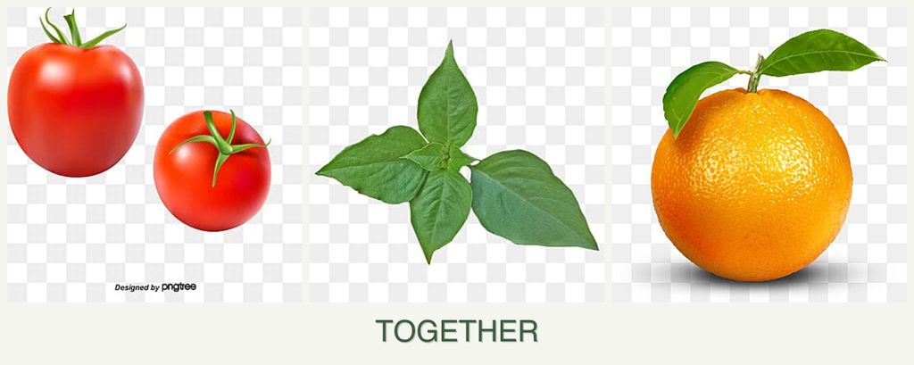 Can you plant tomatoes, basil and oranges together?