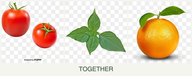 Can you plant tomatoes, basil and oranges together?