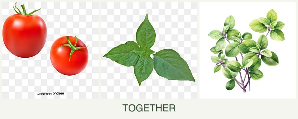 Can you plant tomatoes, basil and oregano together?