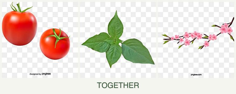 Can you plant tomatoes, basil and peaches together?