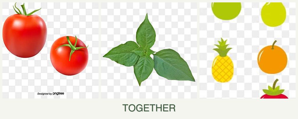 Can you plant tomatoes, basil and pears together?