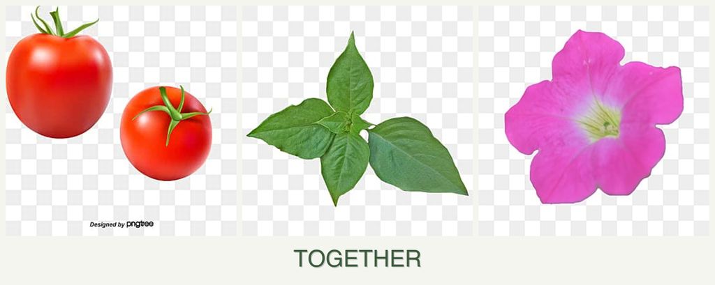 Can you plant tomatoes, basil and petunias together?