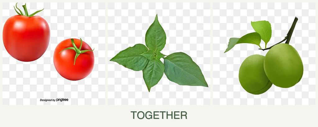 Can you plant tomatoes, basil and plums together?