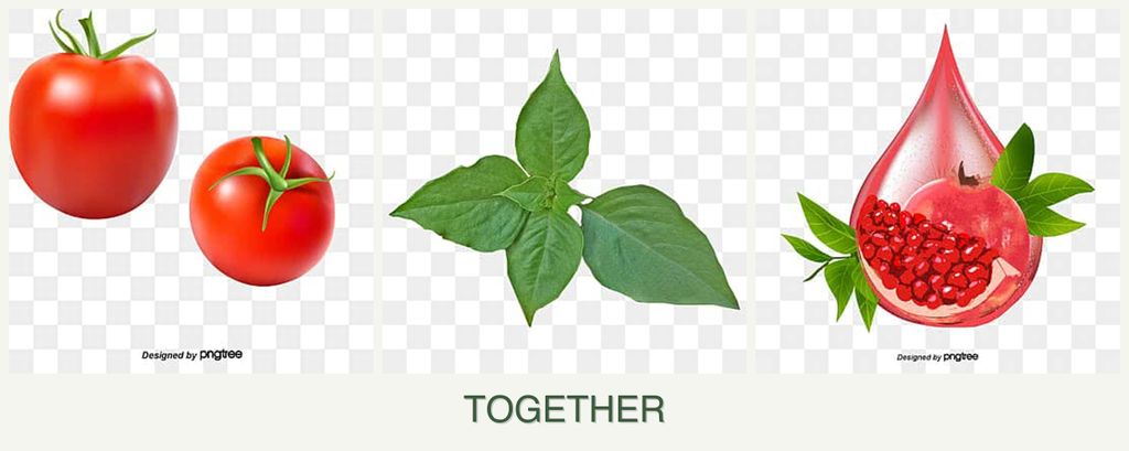 Can you plant tomatoes, basil and pomegranates together?