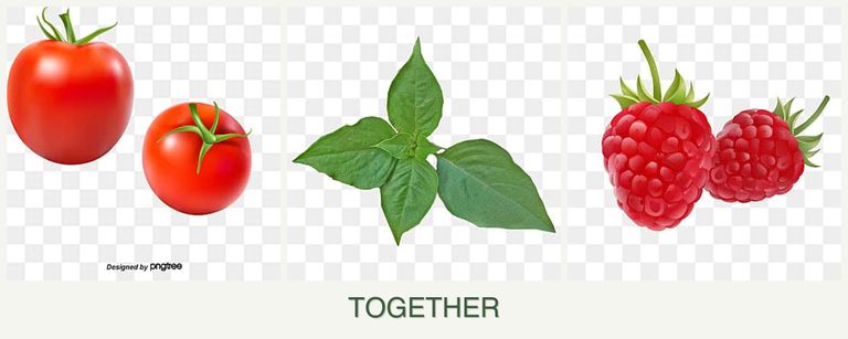 Can you plant tomatoes, basil and raspberries together?
