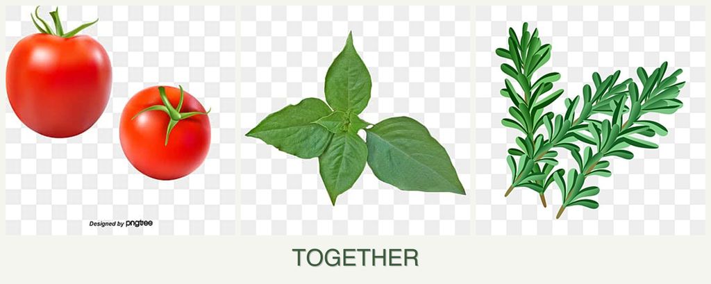 Can you plant tomatoes, basil and rosemary together?