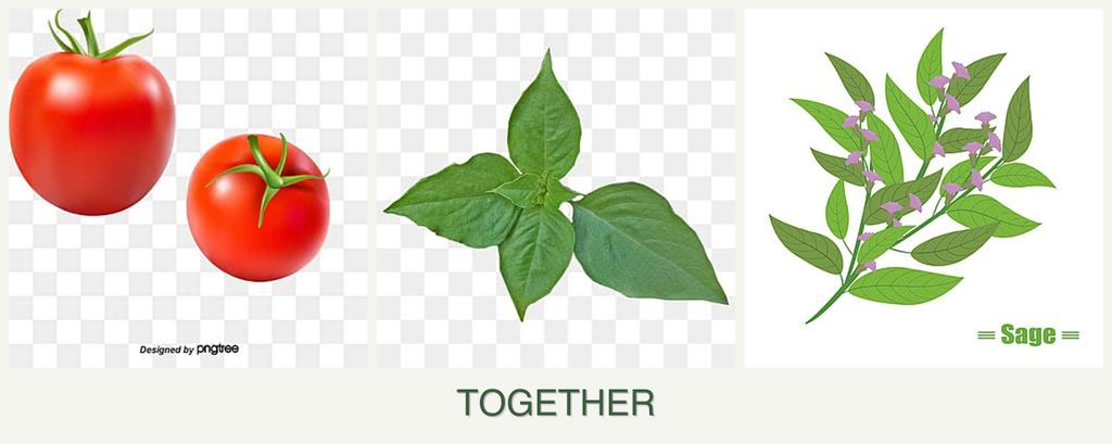 Can you plant tomatoes, basil and sage together?