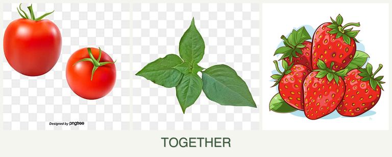 Can you plant tomatoes, basil and strawberries together?