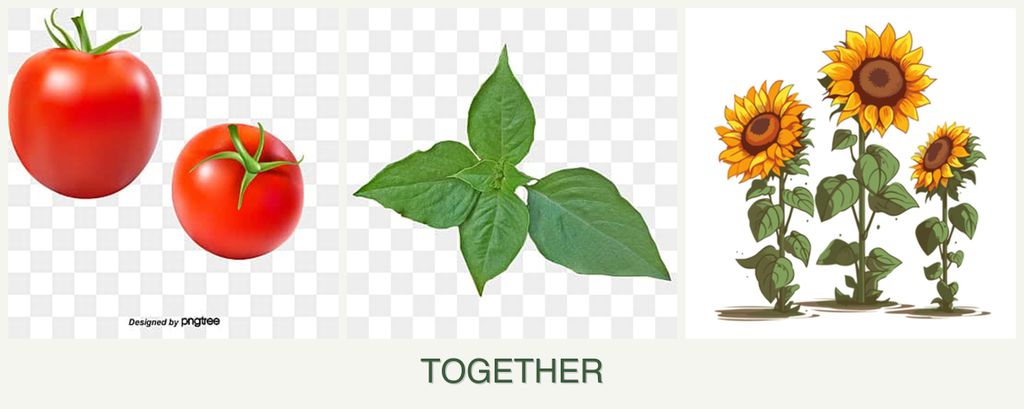 Can you plant tomatoes, basil and sunflowers together?