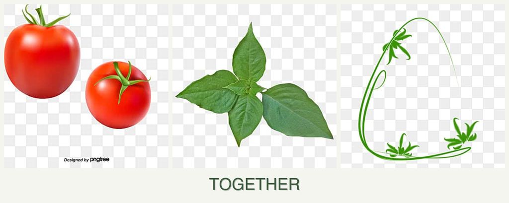 Can you plant tomatoes, basil and tarragon together?