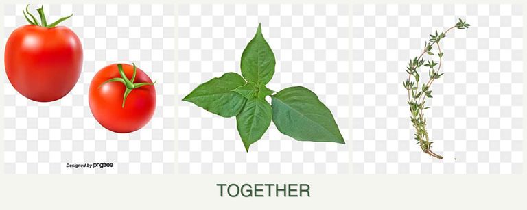 Can you plant tomatoes, basil and thyme together?