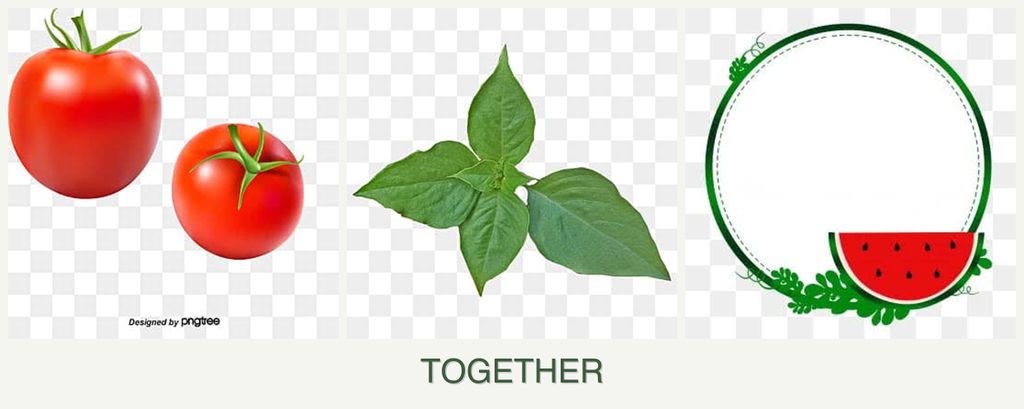 Can you plant tomatoes, basil and watermelons together?