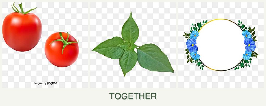 Can you plant tomatoes, basil and zinnias together?