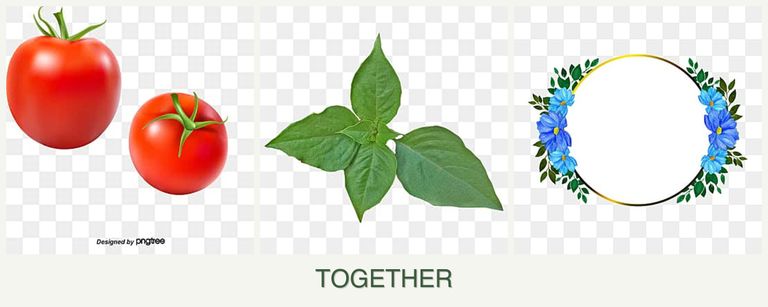 Can you plant tomatoes, basil and zinnias together?