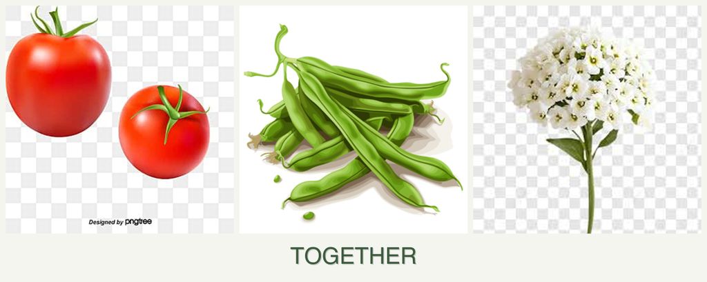 Can you plant tomatoes, beans and alyssum together?