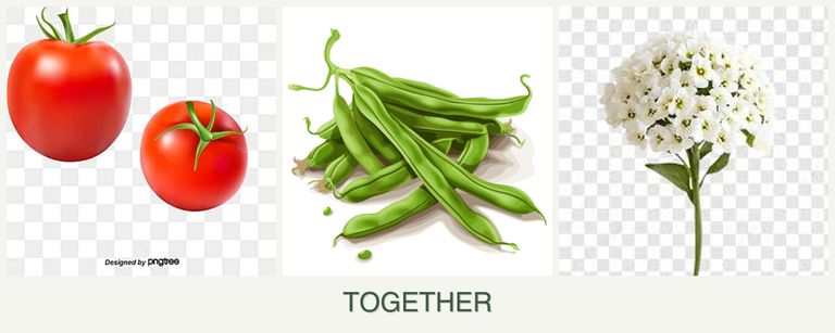 Can you plant tomatoes, beans and alyssum together?