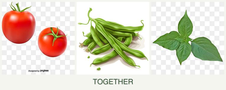 Can you plant tomatoes, beans and basil together?