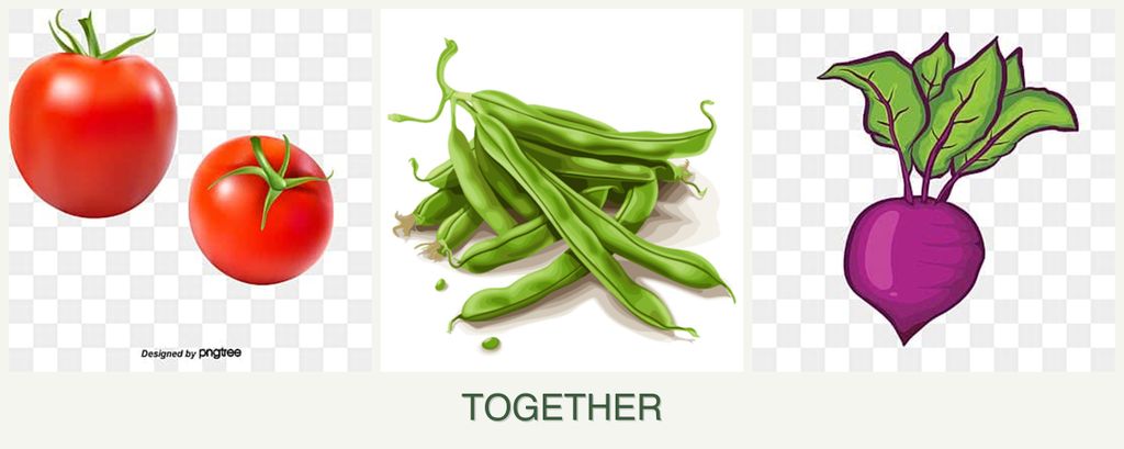 Can you plant tomatoes, beans and beets together?