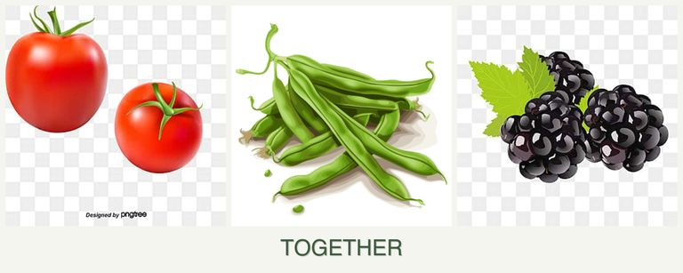 Can you plant tomatoes, beans and blackberries together?