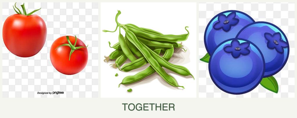Can you plant tomatoes, beans and blueberries together?