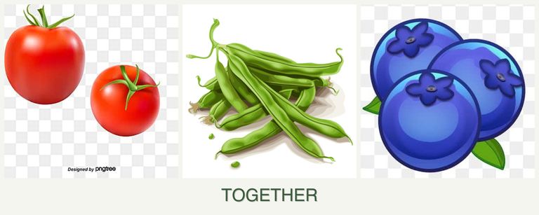 Can you plant tomatoes, beans and blueberries together?