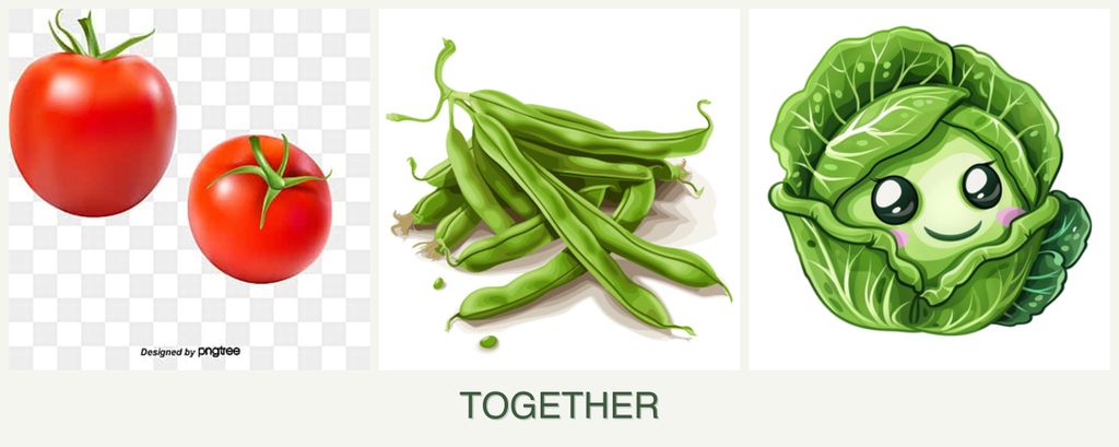 Can you plant tomatoes, beans and cabbage together?