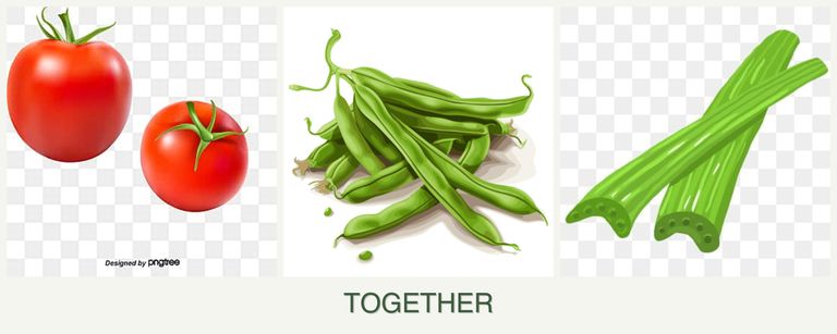 Can you plant tomatoes, beans and celery together?
