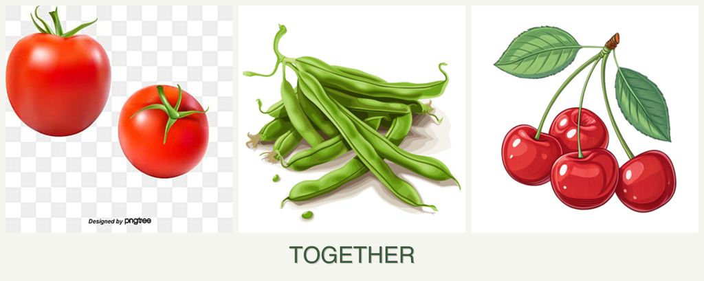 Can you plant tomatoes, beans and cherries together?