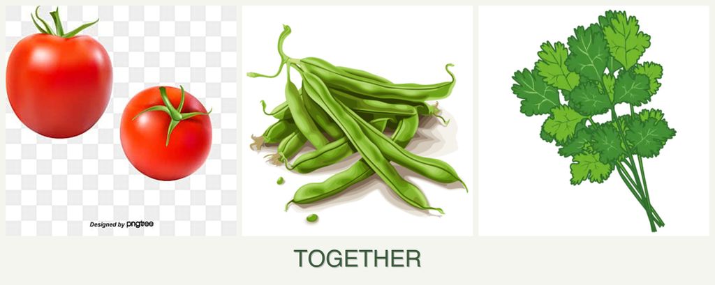 Can you plant tomatoes, beans and cilantro together?