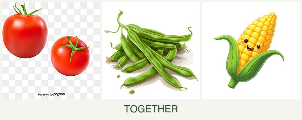 Can you plant tomatoes, beans and corn together?