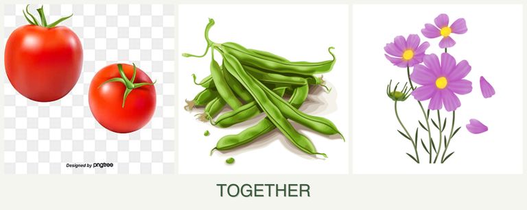 Can you plant tomatoes, beans and cosmos together?