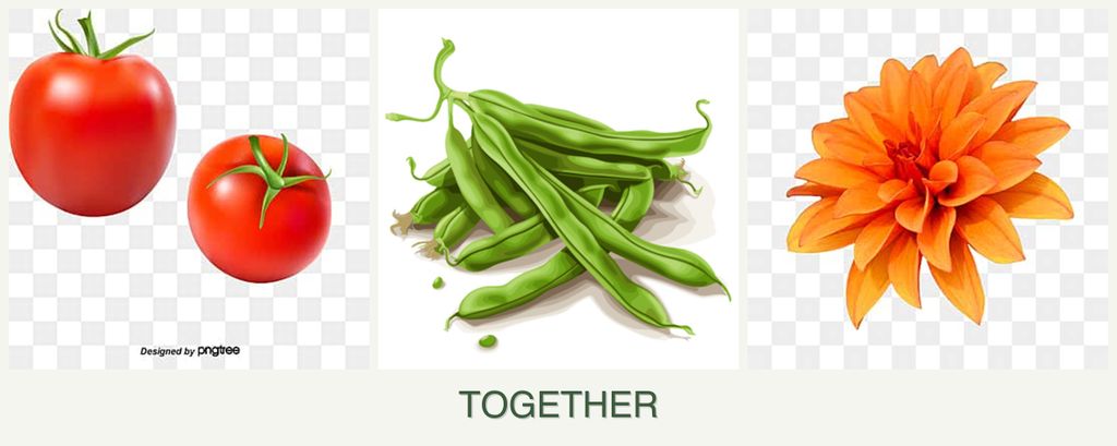 Can you plant tomatoes, beans and dahlias together?