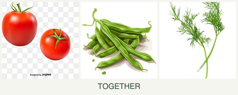 Can you plant tomatoes, beans and dill together?