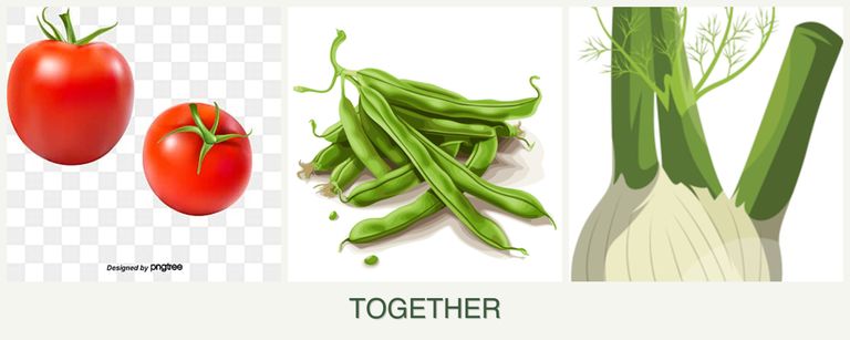 Can you plant tomatoes, beans and fennel together?