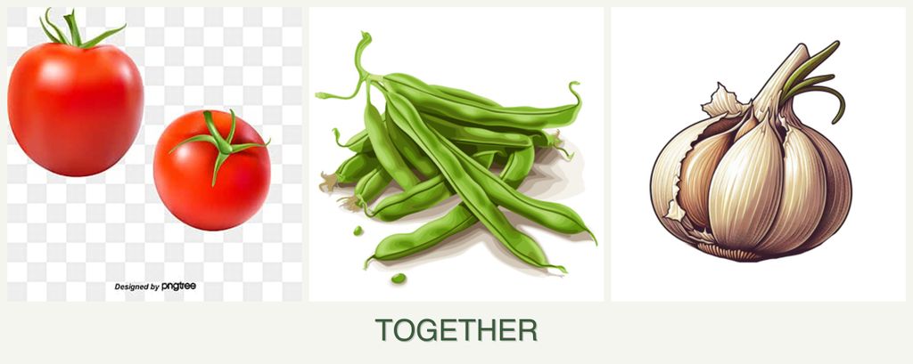 Can you plant tomatoes, beans and garlic together?