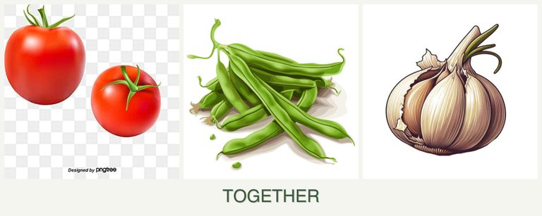 Can you plant tomatoes, beans and garlic together?