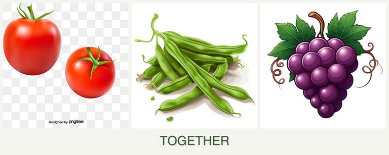 Can you plant tomatoes, beans and grapes together?